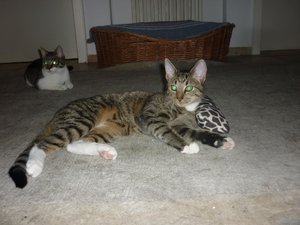 Und wiedermal ein Sonntag..... 023.jpg