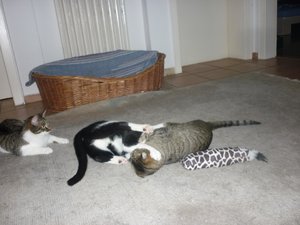 Und wiedermal ein Sonntag..... 026.jpg