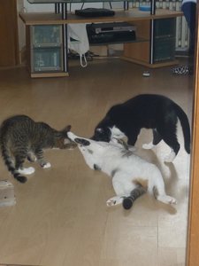 Und wiedermal ein Sonntag..... 020.jpg