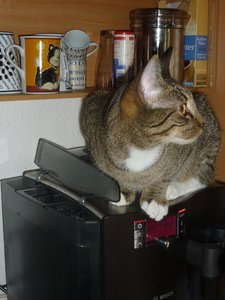 Ich war's nicht........ 005.jpg