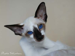 Rhapsody Kaley Happy Jungle SYS n 03.jpg