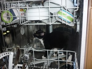 Haushaltshilfe 002.jpg