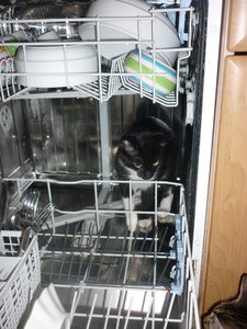 Haushaltshilfe 003.jpg