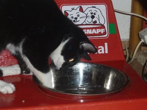 Wasserkater 005.jpg