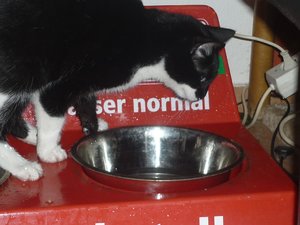 Wasserkater 010.jpg