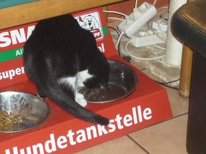 Wasserkater 002.jpg
