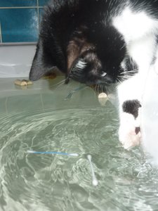 Badewannenparty 082.jpg Badewannenparty 082.jpg