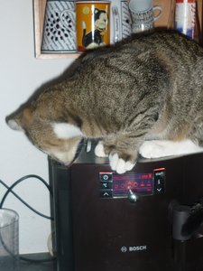 Ich war's nicht........ 003.jpg