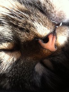 Fellnasen-Frühling 022.jpg