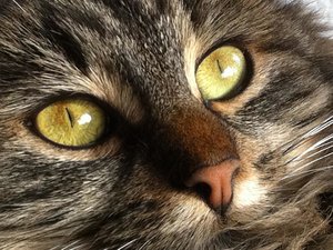 Fellnasen-Frühling 028.jpg