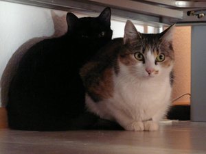 Mohrle & Chou Chou 003.jpg