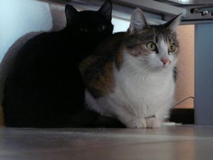 Mohrle & Chou Chou 002.jpg