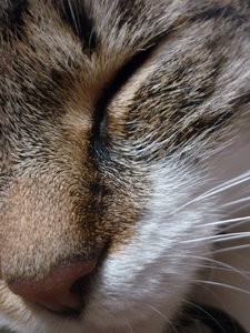 Josie mit Bartis 024.jpg