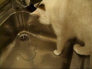 Sonic und das Wasser4_0001.jpg