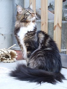 roefs_nanouk (1).jpg