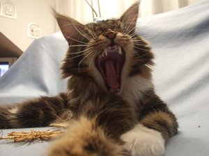 roefs_nanouk (9).jpg