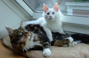 roefs_nanouk (13).jpg