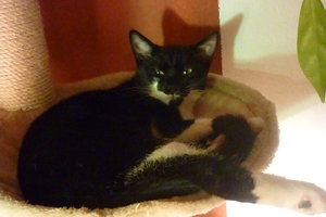 Wotan und Josies Kükenpremiere 028.jpg