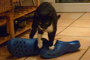 Wotan und Josies Kükenpremiere 034.jpg