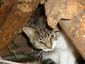 Josie zu Besuch bei Bartis 011.jpg