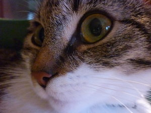 Nahaufnahmen 007.jpg