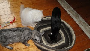 lastrami bettchen1.jpg