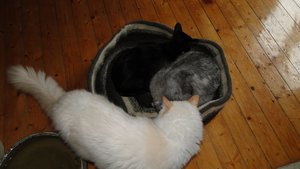 lastrami bettchen2.jpg