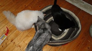 lastrami bettchen3.jpg