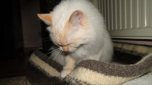 lastrami bettchen5.jpg