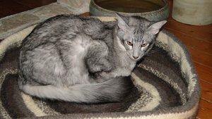 lastrami bettchen4.jpg