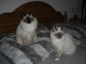 Merlin und Pupsi 034.jpg