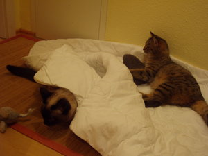 spielen auf Schmusedecke 024.jpg