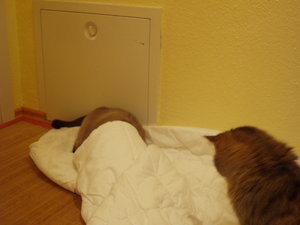 spielen auf Schmusedecke 027.jpg