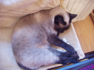 Murmelchen und Kastra 006.jpg