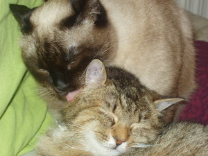 Körperpflege 051.jpg