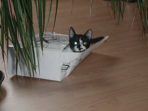 Alienkatze in Tüte.JPG