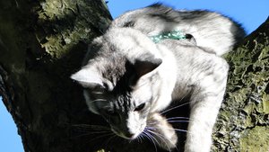 feivel auf dem baum.jpg