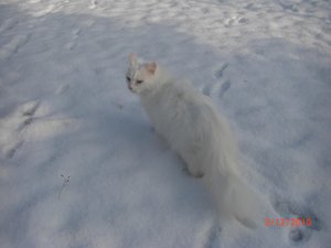 Tamino_und Findus im Schnee 028.jpg