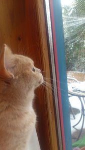 Klein-Lu's erster Schnee.jpg