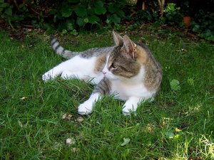 Miezemau Modelpose.jpg