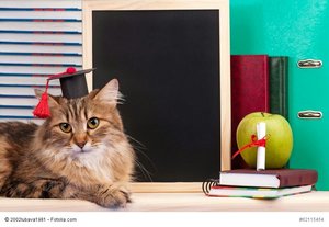 prof_cat.jpg