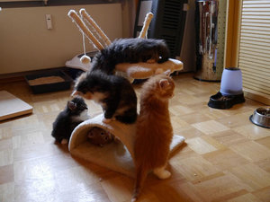 H-Alle 20-03-16-16.jpg