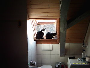 KatzenImFensterBad.jpg