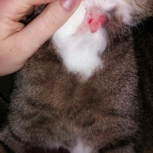 Bildschirmfoto 2017-02-08 um 21.05.46.png