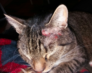 Bildschirmfoto 2017-02-08 um 21.06.09.png