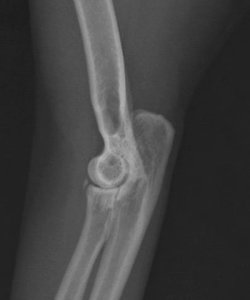 Röntgenbild Sweety.jpg