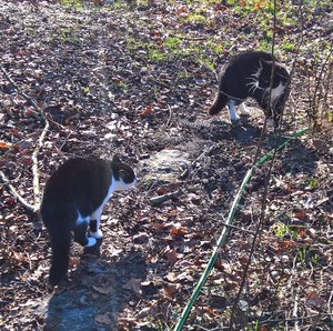 WP_20170310_16_42_36_Pro (2).jpg