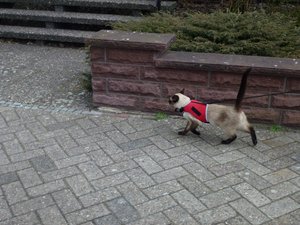 katzen 30.03.12 009.jpg