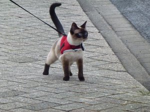 katzen 30.03.12 021.jpg