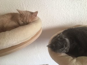 2 Bärchen beim Mittagsschlaf.jpg